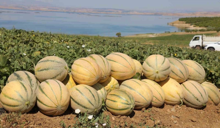 elazigda-yaklasik-20-ton-kavun-hasadi-bekleniyor-L8TOAcwa.jpg