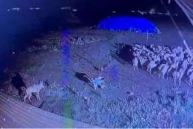 karsta-gece-yarisi-yerlesim-yerine-inmis-kurt-guvenlik-kamerasinda-2yFdxtcR.jpg