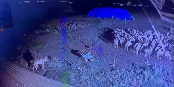 Kars’ta Gece Yarısı Yerleşim Yerine İnmiş Kurt Güvenlik Kamerasında