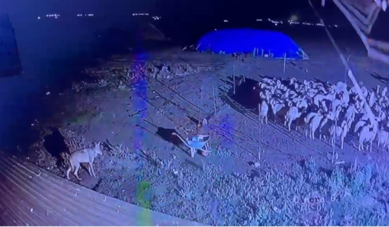 karsta-gece-yarisi-yerlesim-yerine-inmis-kurt-guvenlik-kamerasinda-2yFdxtcR.jpg