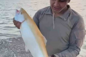 keban-baraj-golunde-sari-renkli-albino-alabalik-benzersiz-bir-goruntu-olusturdu-t7gjnpy6.jpg