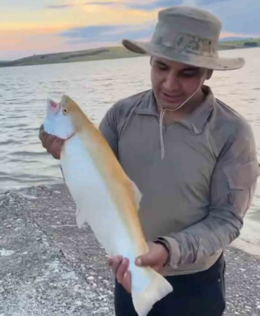 keban-baraj-golunde-sari-renkli-albino-alabalik-benzersiz-bir-goruntu-olusturdu-t7gjnpy6.jpg
