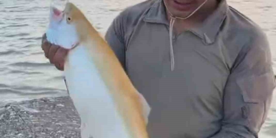 Keban Baraj Gölü’nde Sarı Renkli Albino Alabalık Benzersiz Bir Görüntü Oluşturdu