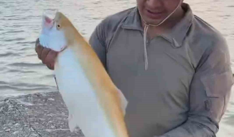 keban-baraj-golunde-sari-renkli-albino-alabalik-benzersiz-bir-goruntu-olusturdu-t7gjnpy6.jpg