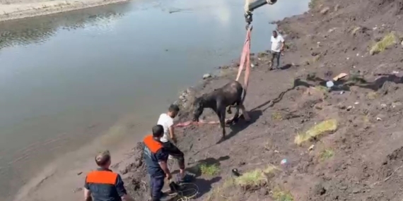Kura Nehri’nde Bataklığa Saplanan Atın Vinç ile Kurtarılması
