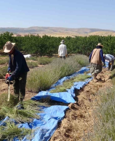 malatyada-kavurucu-sicaklar-altinda-lavanta-hasadi-1jsDyqjw.jpg