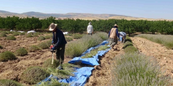 Malatya’da Kavurucu Sıcaklar Altında Lavanta Hasadı