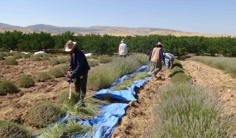 malatyada-kavurucu-sicaklar-altinda-lavanta-hasadi-1jsDyqjw.jpg