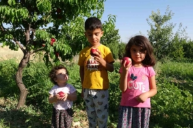 malatyada-kayisiya-yeni-rakip-santa-maria-armudu-ve-nektarin-HPakKrci.jpg
