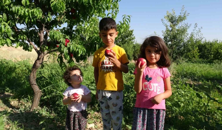 malatyada-kayisiya-yeni-rakip-santa-maria-armudu-ve-nektarin-HPakKrci.jpg