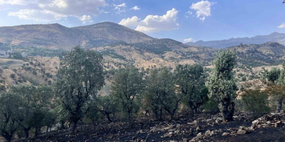 Siirt’te 5 Noktada Yangın Alarmı: Dört Bölge İtfaiye Tarafından Söndürüldü, Çamtaşı’nda Müdahale Devam Ediyor