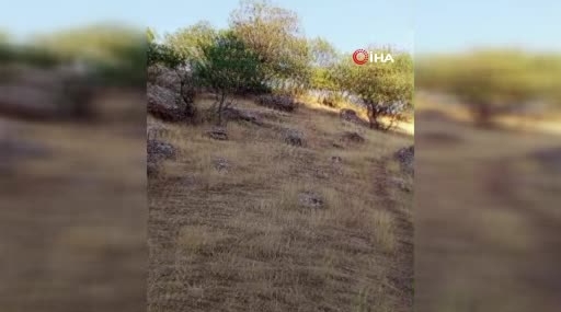 Siirt’te Dağda Mahsur Kalan Büyükbaş Hayvanın Ölümü