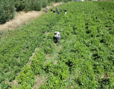 86-yasindaki-ahmet-dedenin-biberleriyle-bolgenin-ihtiyacini-karsilama-hikayesi-OJ9A7DRK.jpg