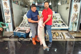 Muş'ta Geleneksel Mısır Hasadı Deneyimi