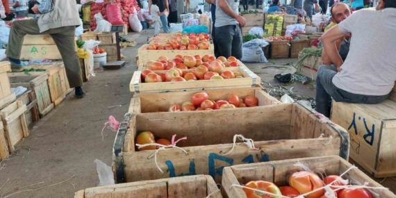 Çüngüş’te Organik Domates Hasadı Başladı