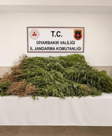 diyarbakirda-144-bin-398-kok-kenevirin-ele-gecirilmesi-operasyonu-Iqnfmvlx.jpg