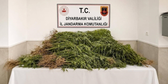 Diyarbakır’da 144 bin 398 kök kenevirin ele geçirilmesi operasyonu