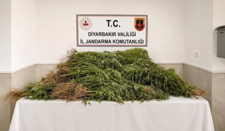 diyarbakirda-144-bin-398-kok-kenevirin-ele-gecirilmesi-operasyonu-Iqnfmvlx.jpg