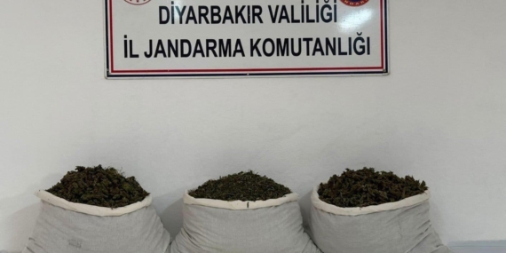 Diyarbakır’da 253 Bin Kök Kenevir ve 42 Kilo Esrar Operasyonu