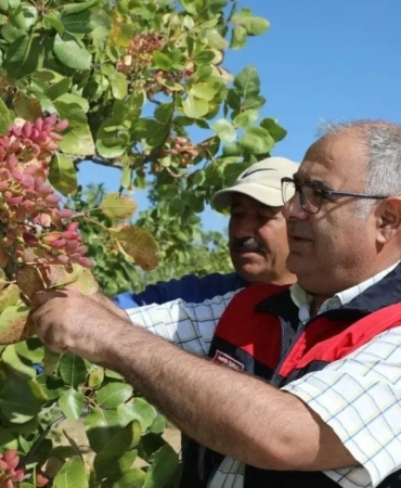 elazigda-38-ton-antep-fistigi-rekoltesi-tahmini-LjpsyjAs.jpg