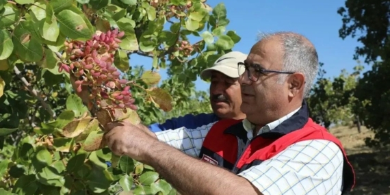 Elazığ’da 38 Ton Antep Fıstığı Rekoltesi Tahmini