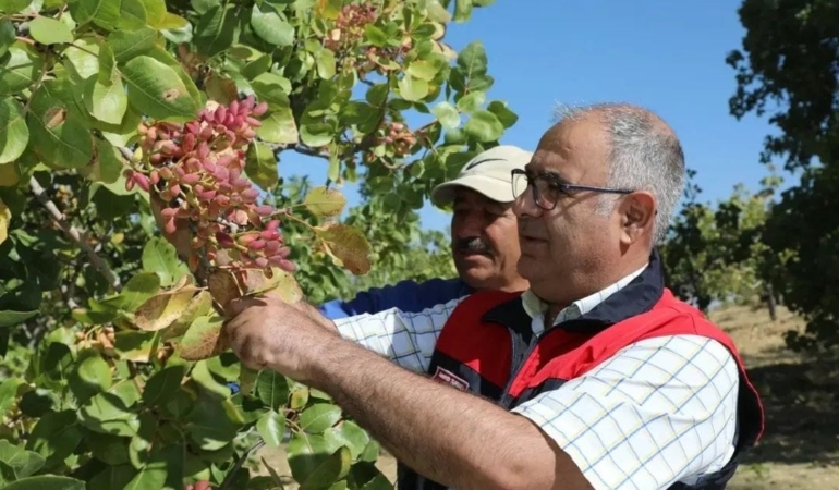 elazigda-38-ton-antep-fistigi-rekoltesi-tahmini-LjpsyjAs.jpg
