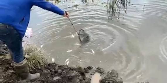 Kura Nehri’nde Balık Ölümleri ve İnceleme Süreci