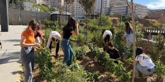 Kütüphane Bahçesindeki Sebze Hasadı Serüveni