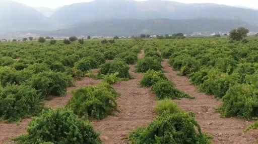 Meşhur Hatun Parmağı ve Antep Karası Üzümünün Hasadına Başlandı