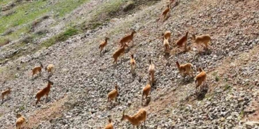 palu-kalesi-eteklerindeki-dag-kecileri-drone-cekimleri-pek4LGdj.jpg