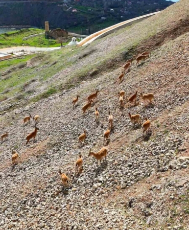 palu-kalesi-eteklerindeki-dag-kecileri-drone-cekimleri-pek4LGdj.jpg