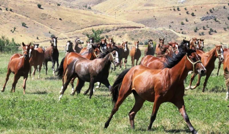 sultansuyunun-15-safkan-arap-tayi-acik-artirmada-satisa-sunulacak-4tdZeQMw.jpg
