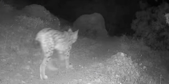 Tunceli’nin Doğal Yaşamını Fotokapanla Keşfet