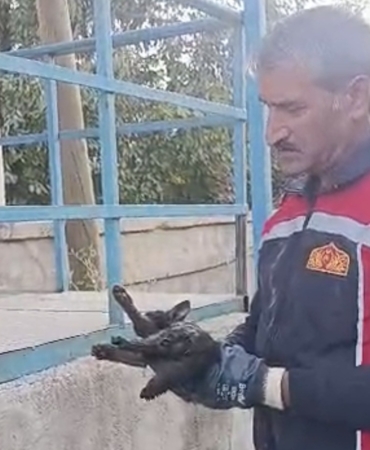 yuksekovada-aracta-mahsur-kalan-kedi-kurtarildi-bEdFJzGA.jpg
