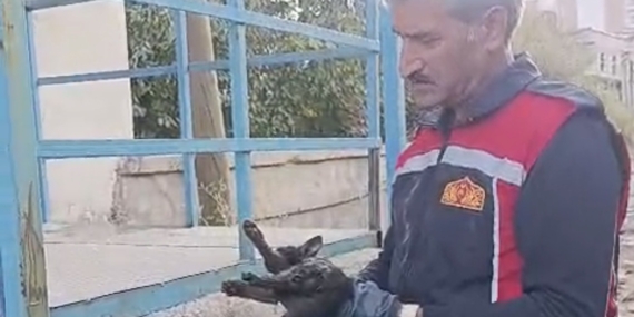 Yüksekova’da Araçta Mahsur Kalan Kedi Kurtarıldı
