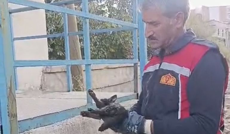 yuksekovada-aracta-mahsur-kalan-kedi-kurtarildi-bEdFJzGA.jpg