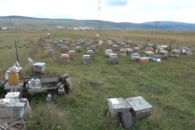 Elazığ'da Kayısı Üzerine Don Darbesi: Üreticiler Endişeli