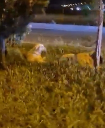 batman-kopekler-saldirmiyor-diyen-adamin-video-cekerken-kopekler-saldirisina-ugramasi-gWP4xF42.jpg