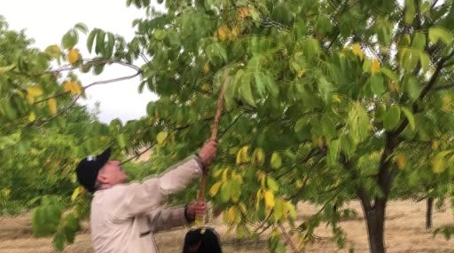 Bingöl’de Ceviz Hasadı Başladı: 150 Dönümden 6 Ton Ürün Elde Edildi