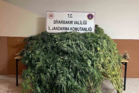 diyarbakirda-57-bin-700-kok-kenevir-ele-gecirildi-qlieIPZx.jpg