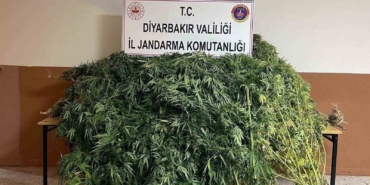 diyarbakirda-57-bin-700-kok-kenevir-ele-gecirildi-qlieIPZx.jpg