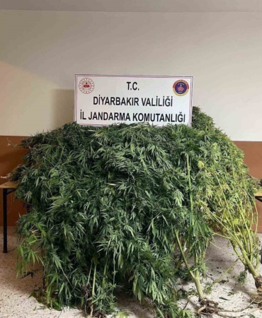 diyarbakirda-57-bin-700-kok-kenevir-ele-gecirildi-qlieIPZx.jpg