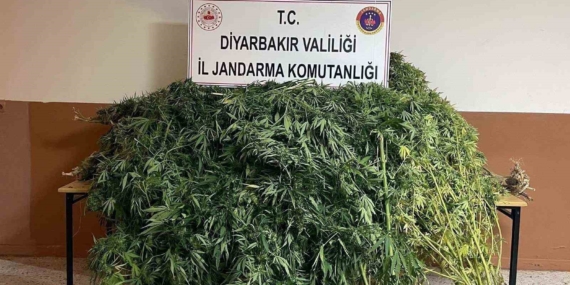 Diyarbakır’da 57 Bin 700 Kök Kenevir Ele Geçirildi