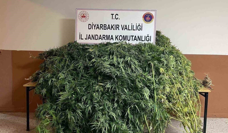 diyarbakirda-57-bin-700-kok-kenevir-ele-gecirildi-qlieIPZx.jpg