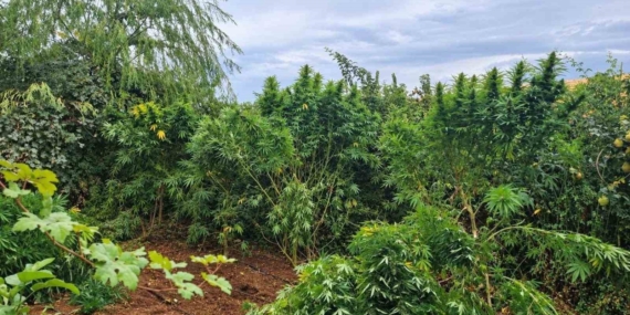 Diyarbakır’da 97 Bin 743 Kök Kenevir ve 44 Kilo Esrar Operasyonu