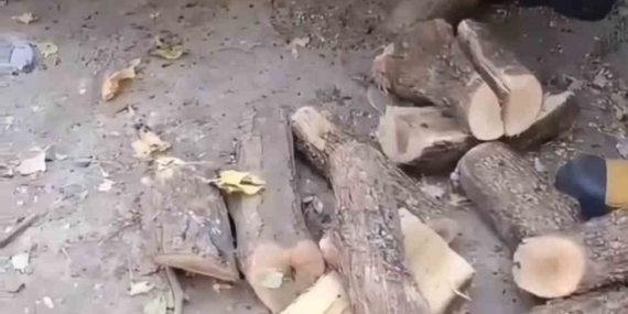 Diyarbakır’da Odunluğa Giren Yılan İtfaiyeyi Alarm Etti