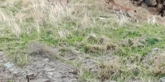Elazığ’da Dağ Keçileri Görüldü