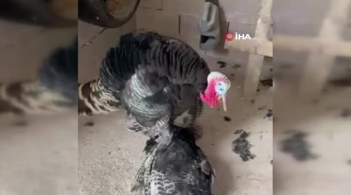 Erkek Hindi, Telefonla Konuşan Dişi Hindiyi Asla Bırakmadı