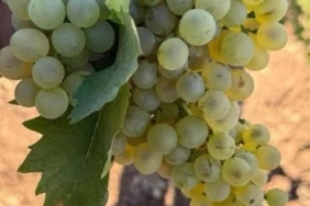 Toprağı Eşeleyip Aniden Kaybolan Gizemli Olay