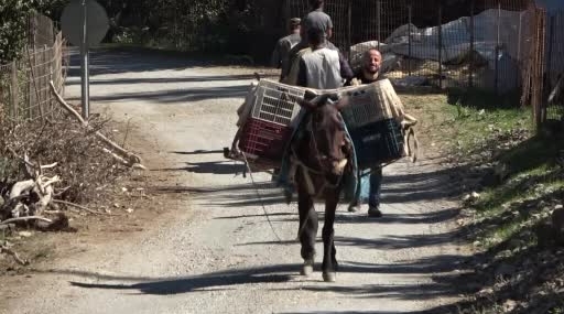 Hizan’da Yüzyıllık Gelenek: Doğal Üzüm Pekmezi Üretimi